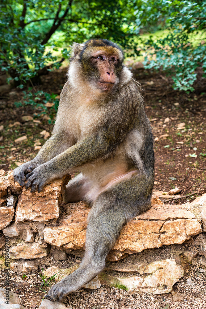 Barbary macaque