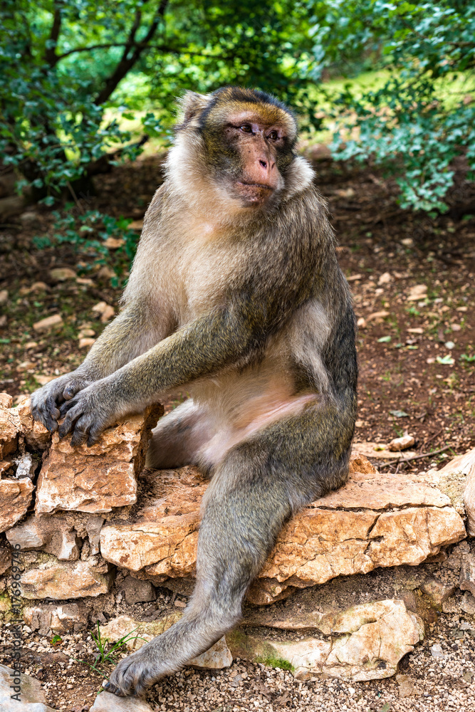 Barbary macaque Barbary macaque