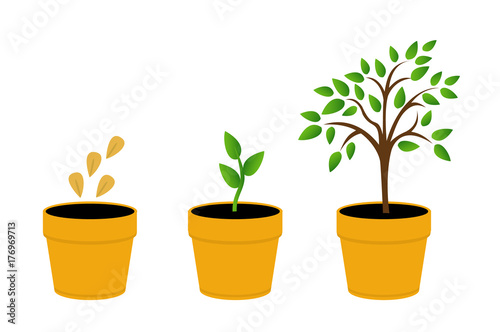 Phases plant growth. vector illustration tree with yellow leaves in the pot. Sprout in the ground. Flat style.