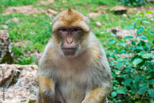 Barbary macaque © jljusseau