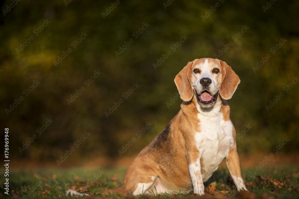 Portrait of a Beagle dog