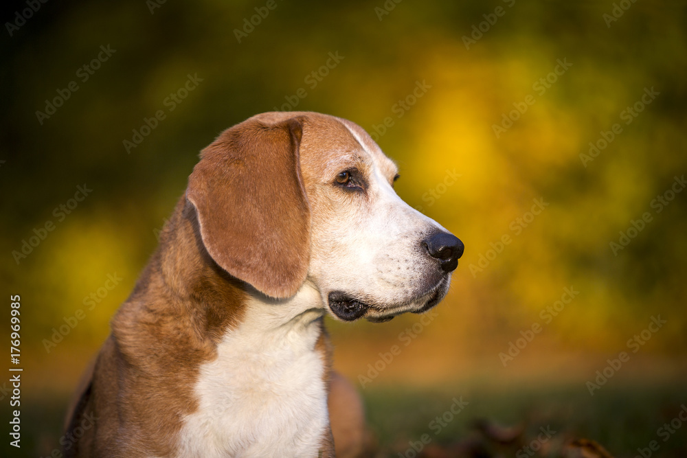 Portrait of a Beagle dog