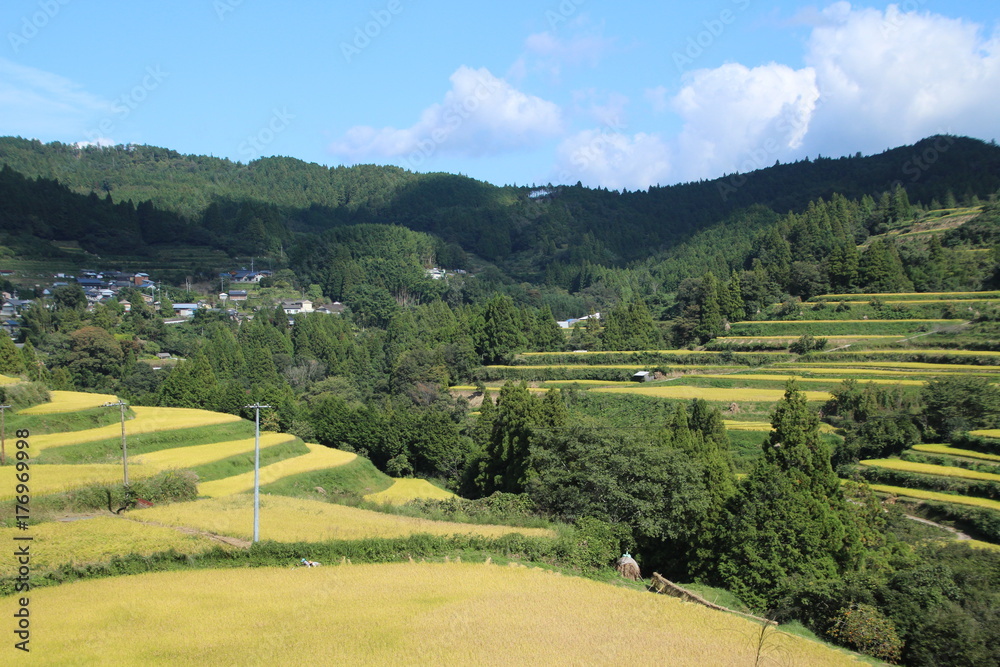 Fototapeta premium 本山町の棚田 秋