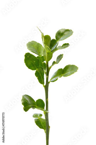 Lime leaf on white background