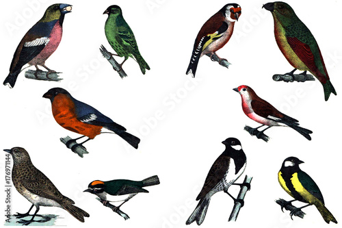 Canvas Print Beautiful birds on a white background.
