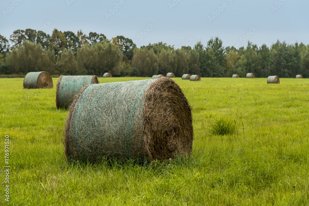 Rolls of hay