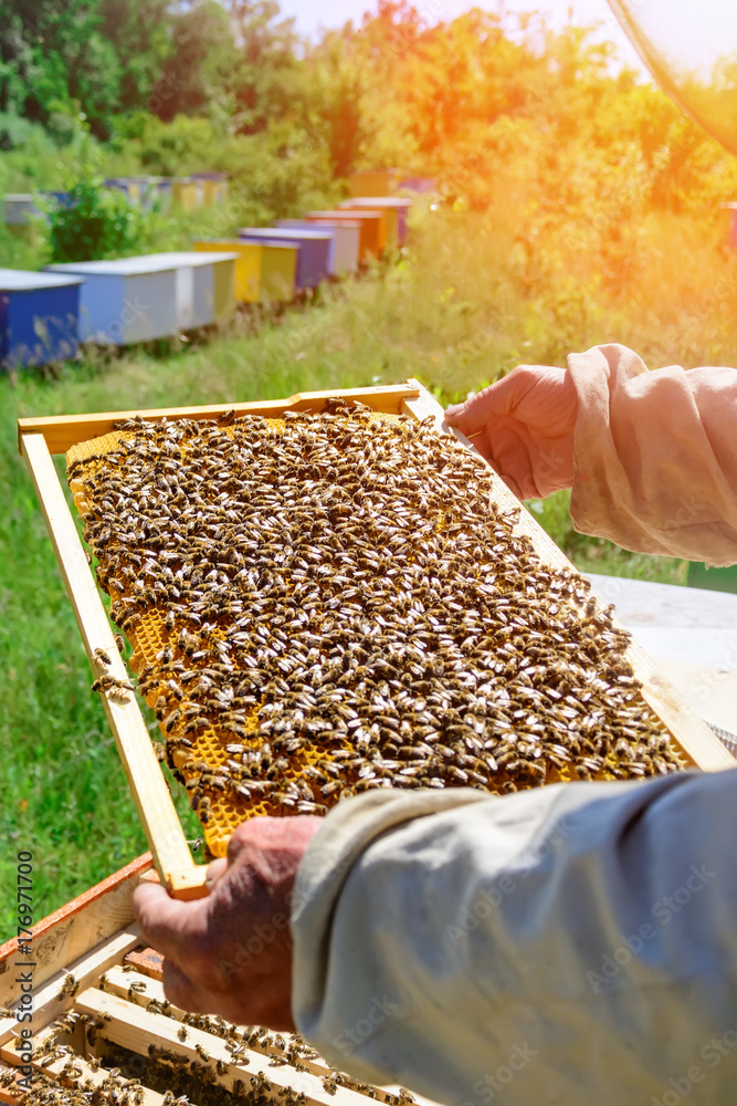 The beekeeper holds a honey cell with bees in his hands. Apiculture. The beekeeper holds a honey cell with bees in his hands. Apiculture.