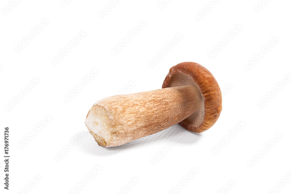 Single Porcini mushroom known as boletus edulis isolated on white background. Single Porcini mushroom known as boletus edulis isolated on white background.