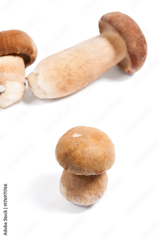 Fototapeta premium Several porcini mushrooms known as boletus edulis isolated on white background.