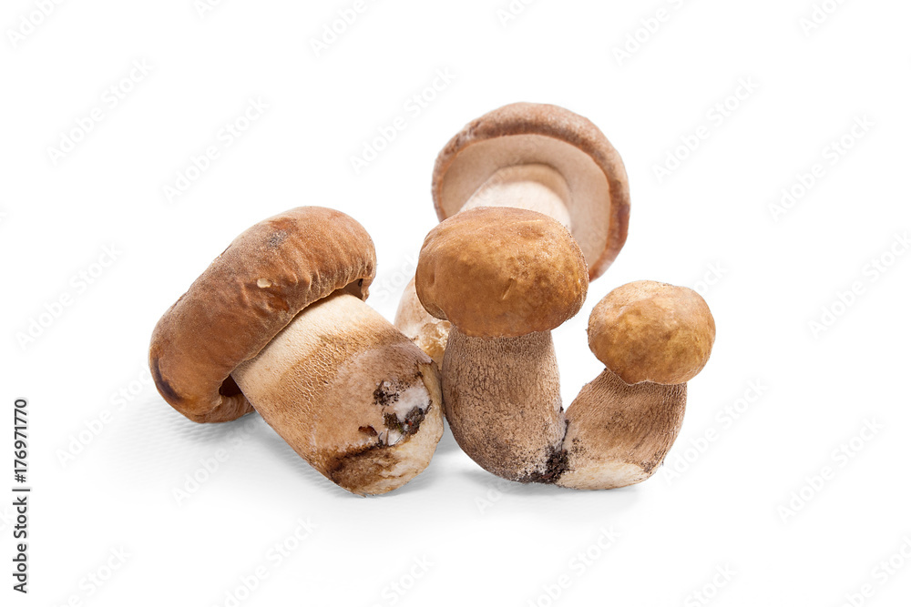 Several porcini mushrooms known as boletus edulis isolated on white background. Several porcini mushrooms known as boletus edulis isolated on white background.