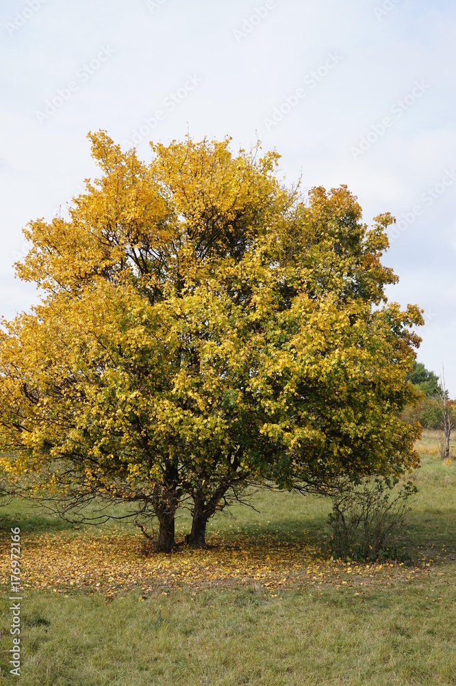 trees trees