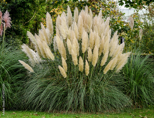 Pampas grass