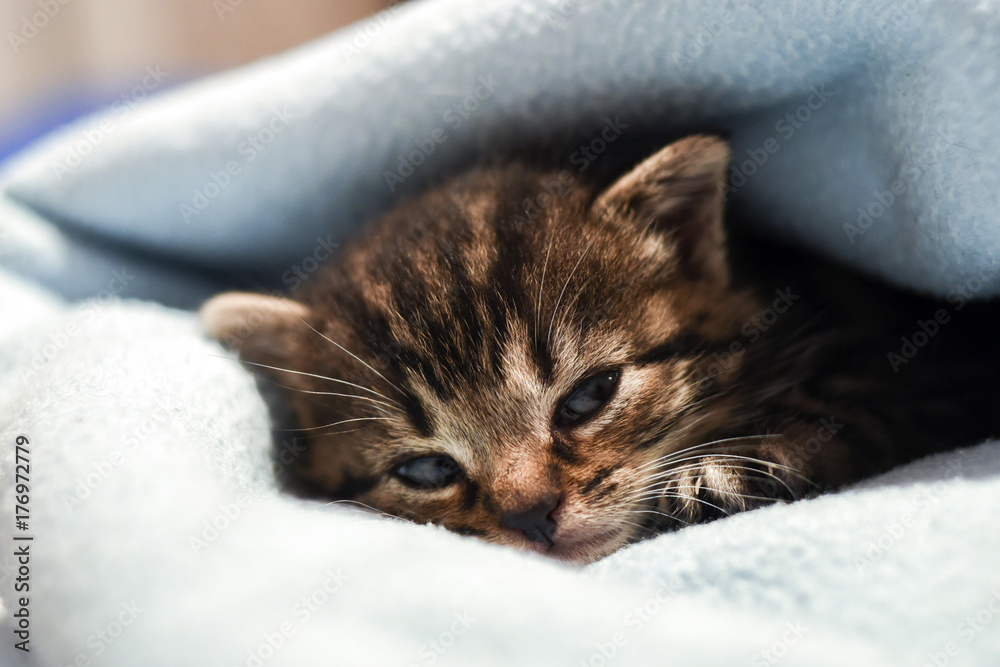 A cute little kitten lying in a blanket at home.