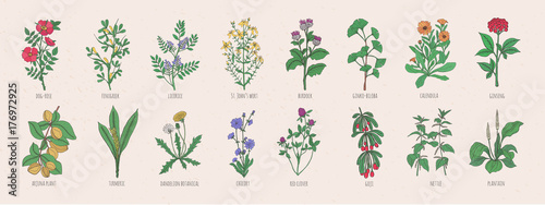 Collection of wild meadow herbs, blooming flowers and tropical plants with edible berries hand drawn in vintage style and isolated on white background. Detailed botanical vector illustration.