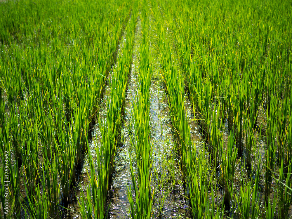 Obraz premium Green nature landscape with Paddy jasmine rice field in Thailand