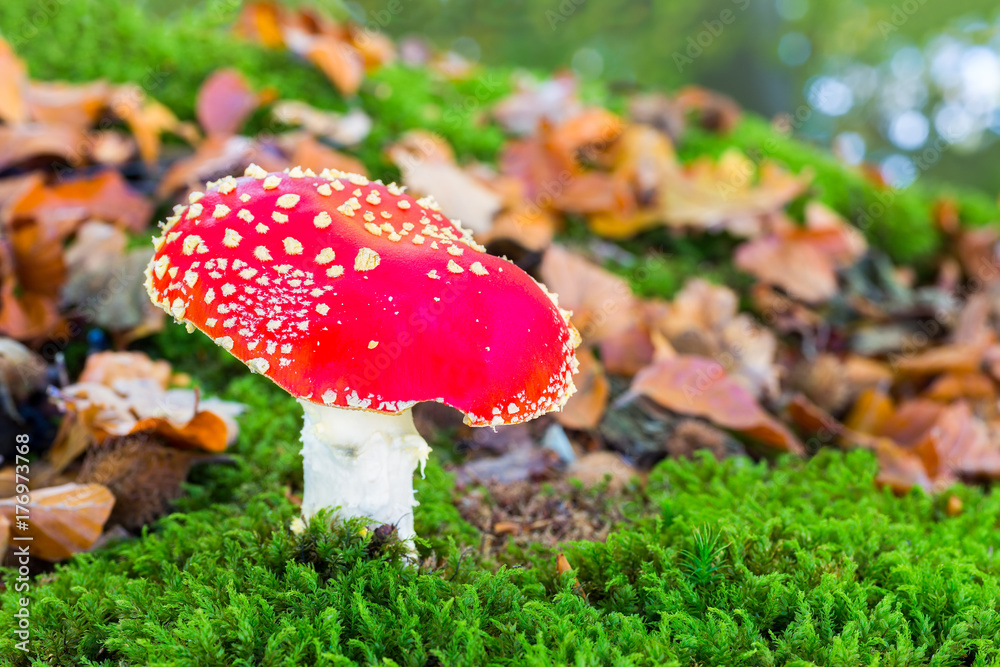 Fly agaric in moss with fall leaves Fly agaric in moss with fall leaves