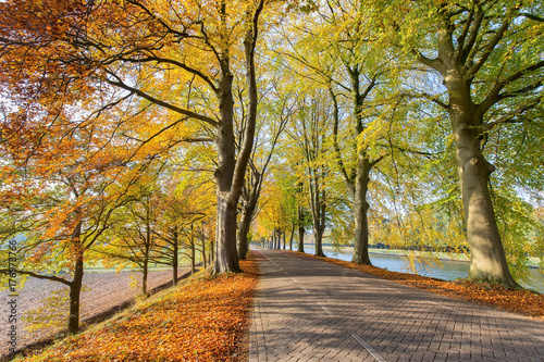 Dutch road with beech trees in autumn