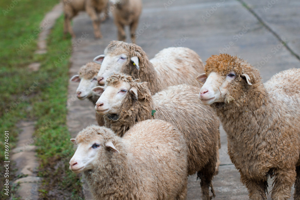 white sheep walking on a road in nature on meadow. On the  hill outdoor