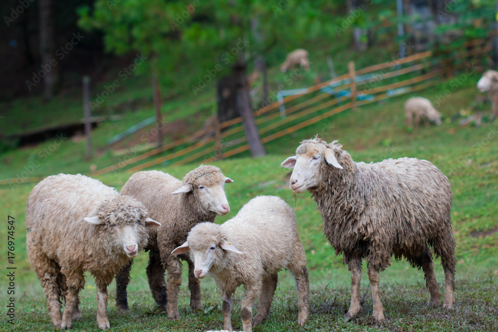 Sheep in nature on meadow. On the  hill outdoor.