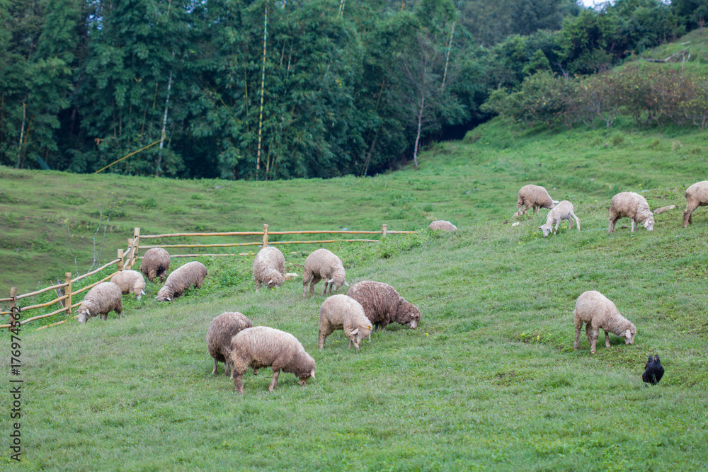 Sheep in nature on meadow. On the  hill outdoor.