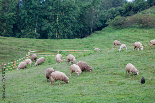 Sheep in nature on meadow. On the  hill outdoor.