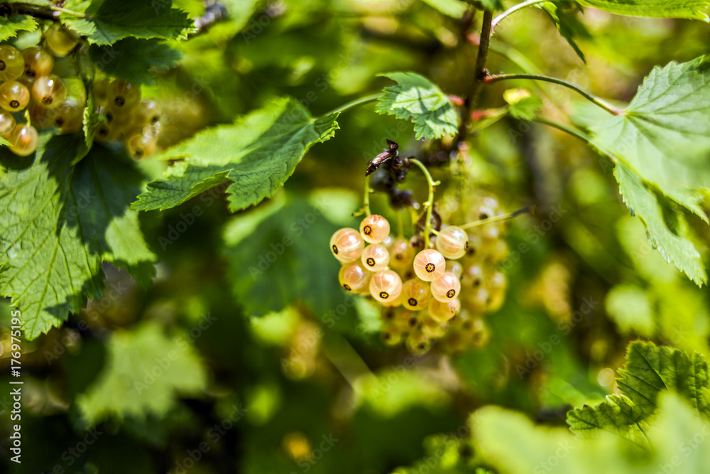 White currants growing on a bush in a summer garden.