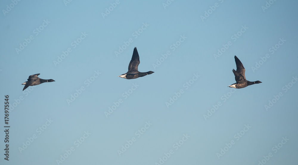 Fototapeta premium Brent Goose, Branta bernicla