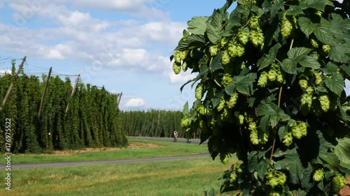 Cyclists Riding along Hop Field in Steknik Village. Czech Republic. photo