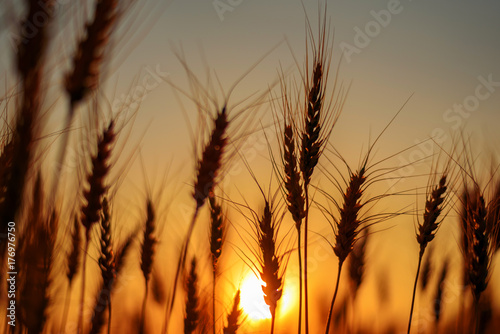 silhouette of wheat fields in sunset