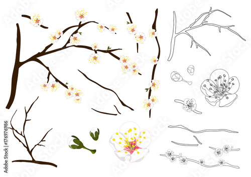 Prunus mume Outline - Chinese plum, Japanese apricot flower, Plum Blossom. Vector Illustration. isolated on white Background.