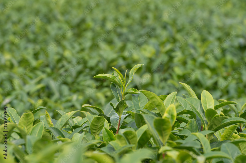 Green tea plant Green tea plant