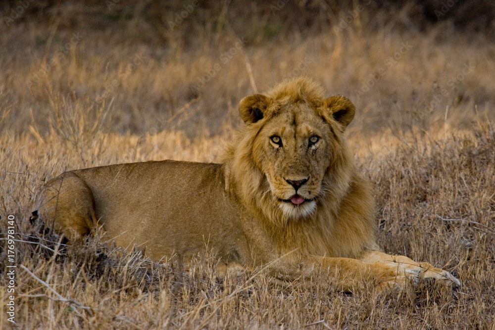 Young male lion resting after courtship #2 Young male lion resting after courtship #2