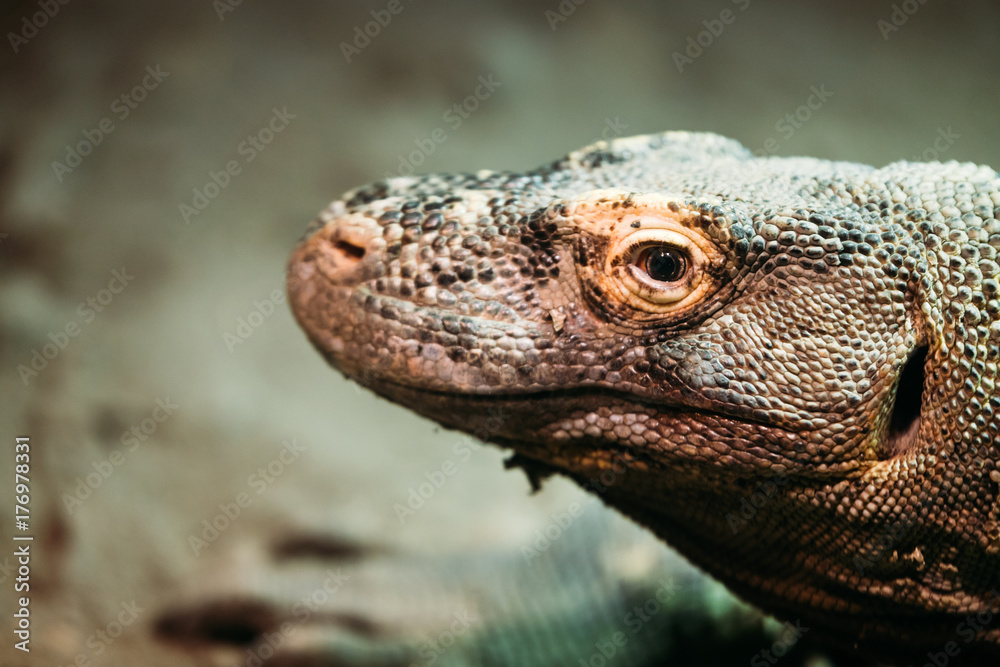Close-up picture of lizard standing calmly in nature