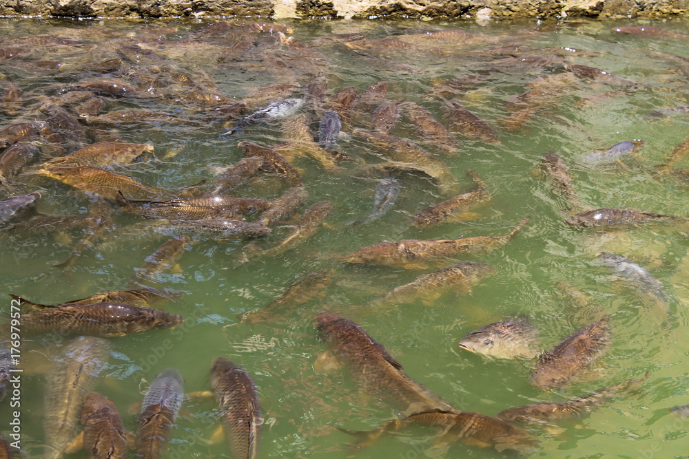 Obraz premium real alcazar