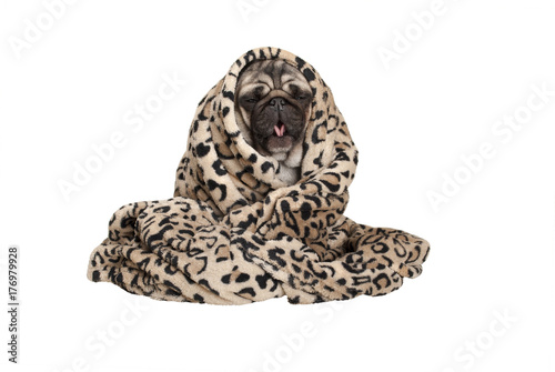 Bild auf Leinwand cute pug puppy dog sitting down, rolled up in fuzzy blanket, coughing, having a