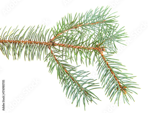 branch of blue spruce. on a white background