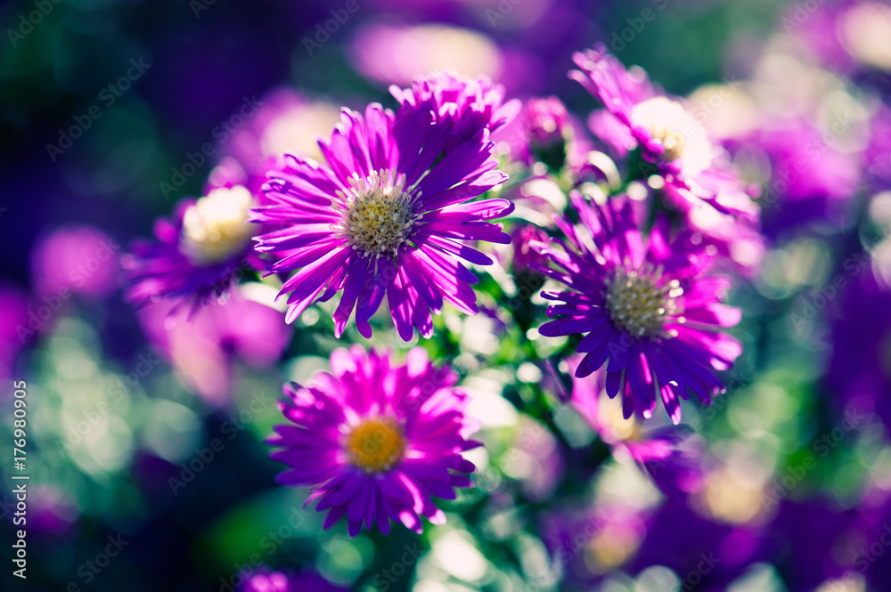 natur natur