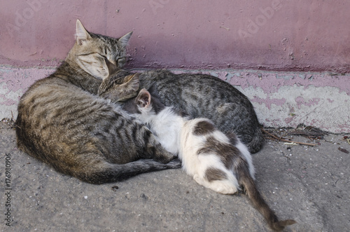 mom cat feeds her kittens