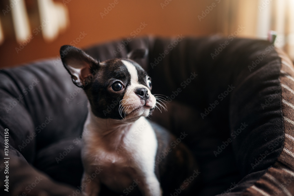 Close up of young pretty dog sitting on the armchair. Boston terrier.