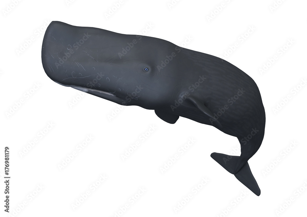 Obraz premium 3D Rendering Sperm Whale or Cachalot on White