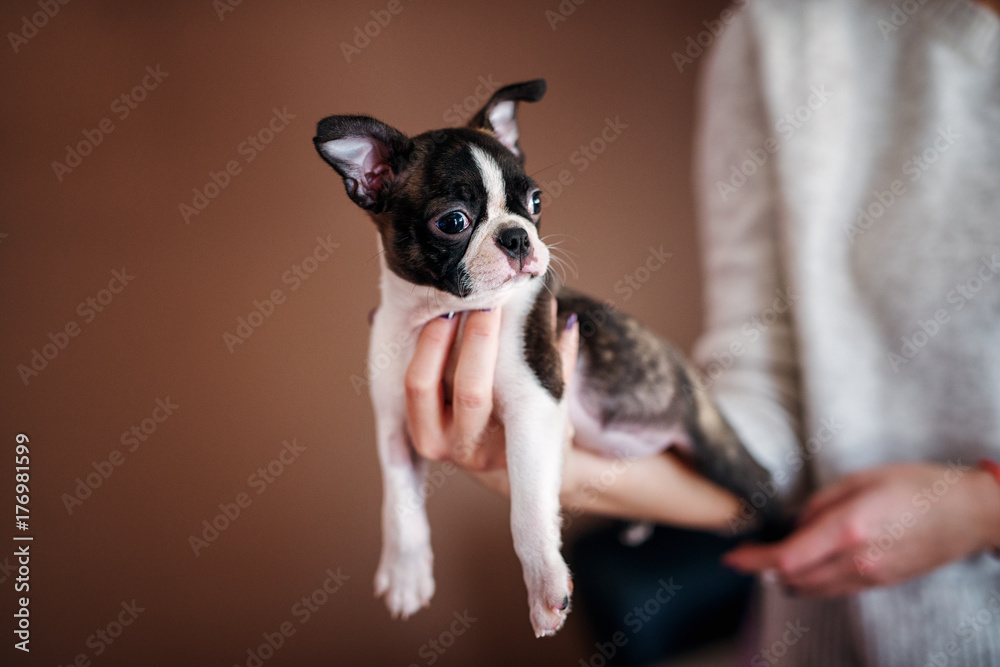 Close up of a beautiful puppy lying on woman hand. Boston terrier.
