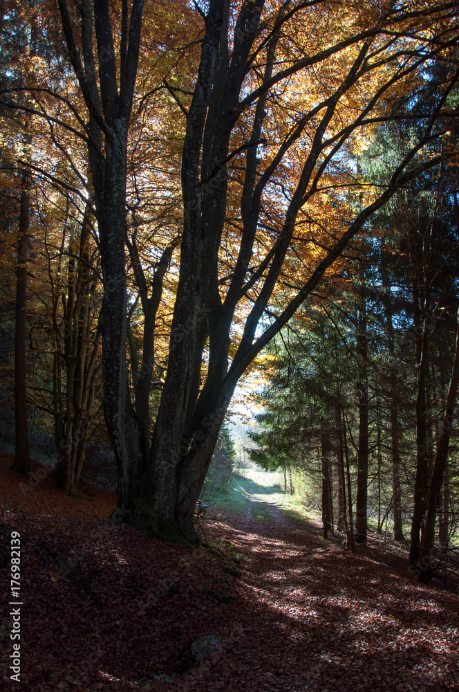 Fototapeta premium Herbststimmung
