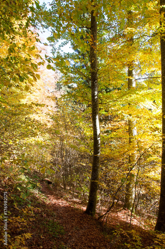 Obraz premium Herbststimmung