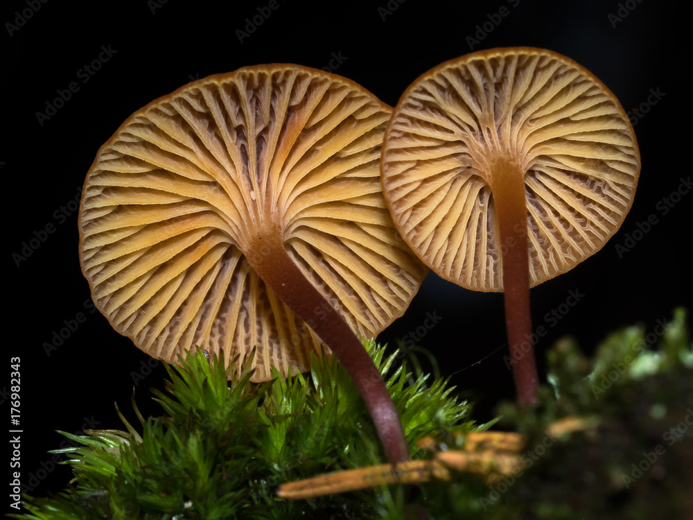 Zwei gelbe Pilze. Ansicht von unten auf die Lamellen vor schwarzen Hintergrund. Zwei gelbe Pilze. Ansicht von unten auf die Lamellen vor schwarzen Hintergrund.