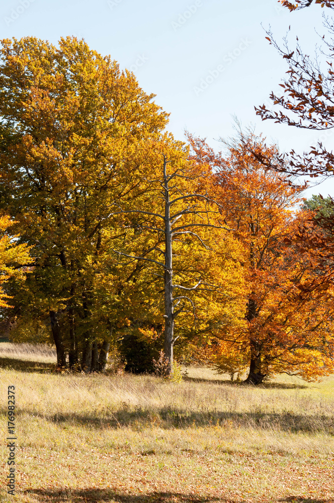 Fototapeta premium Herbststimmung