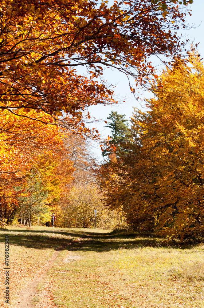 Fototapeta premium Herbststimmung