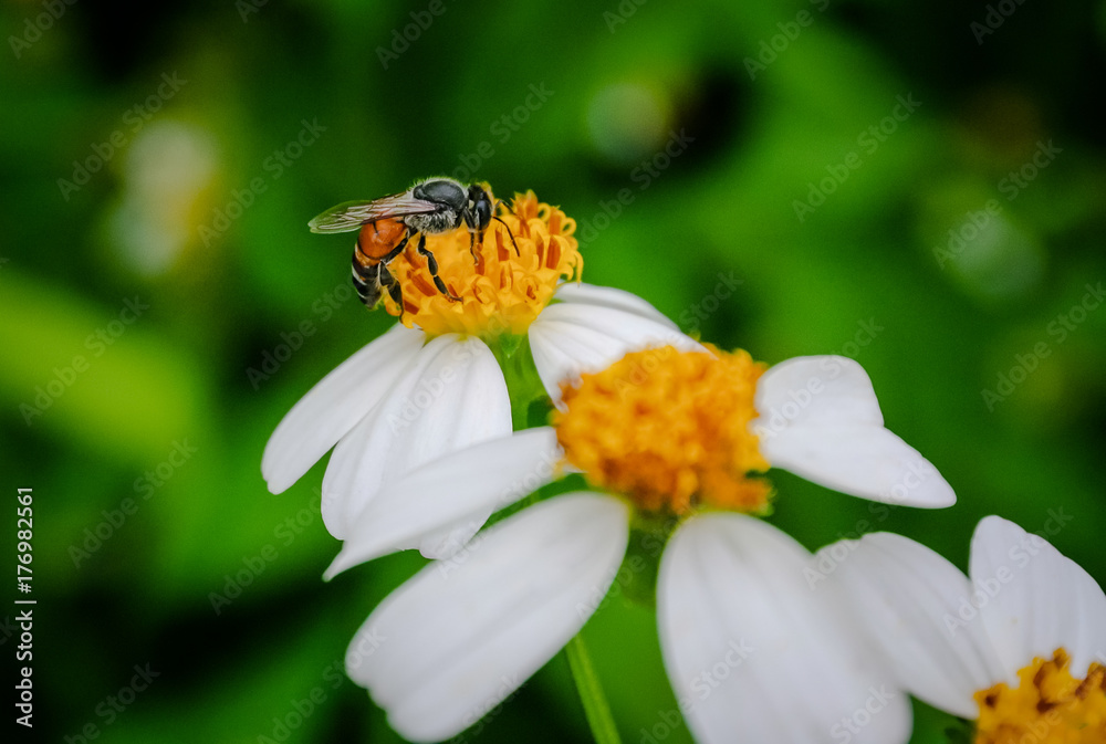 Bee pollen seeking sweet juice Bee pollen seeking sweet juice