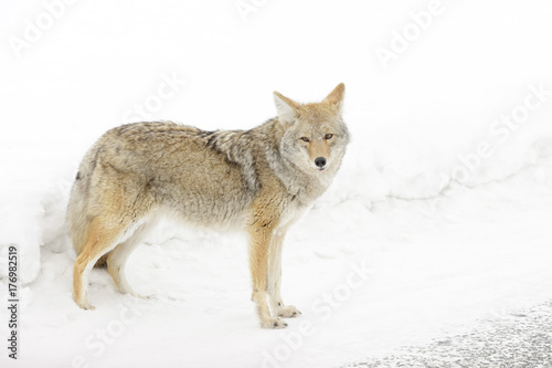 Coyote (Canis latrans) in the snow, Yellowstone National Park, Montana, Wyoming, USA. © andreanita