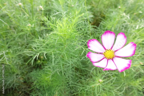 Close up of cosmos flower