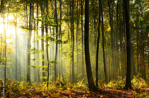 Fototapeta Naklejka Na Ścianę i Meble -  Morning in the forest